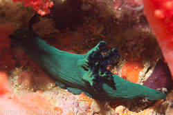 BD-160101-Malapasqua-1759-Nembrotha-milleri.-Gosliner---Behrens.-1997-[Miller's-nembrotha].jpg
